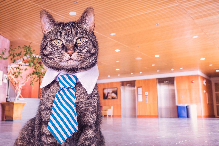 A cat dressed with a neck tie with an office background
